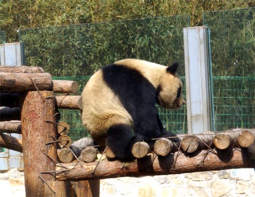 back of panda